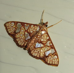 Glyphodes canthusalis