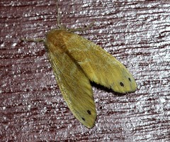 Artaxa digramma