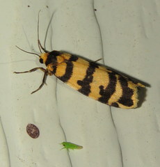 Scaptesyle equidistans