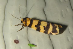 Scaptesyle equidistans