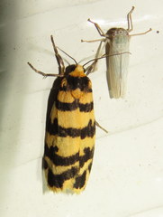 Scaptesyle equidistans