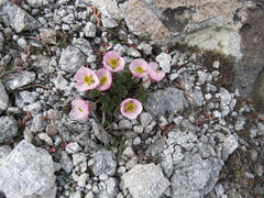 Ranunculus andersonii