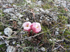 Ranunculus andersonii