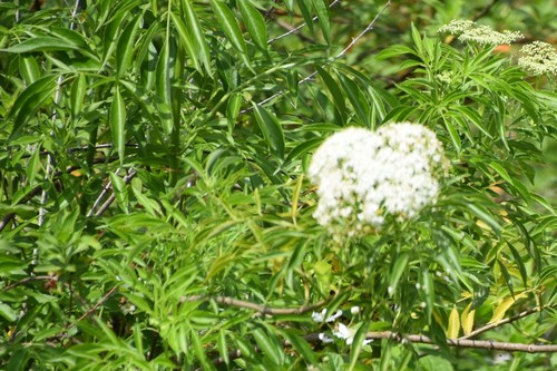 Adoxaceae image