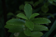 Ascarina lucida lucida