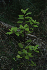 Ascarina lucida lucida