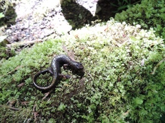 Plethodon dunni