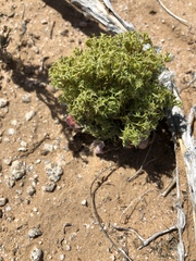 Chorizanthe corrugata