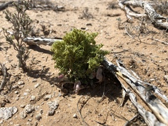 Chorizanthe corrugata