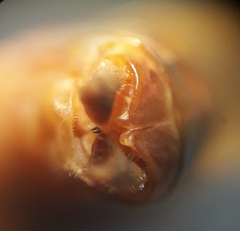 Conocephalus bilineatus