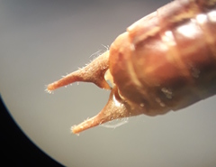 Conocephalus bilineatus