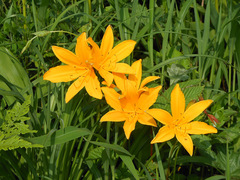 Hemerocallis middendorffii