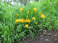 Hemerocallis middendorffii