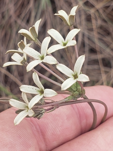 Image of Kohautia amatymbica by (c) Ben Costamagna, some rights reserved (CC BY)