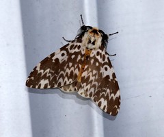 Lymantria atemeles