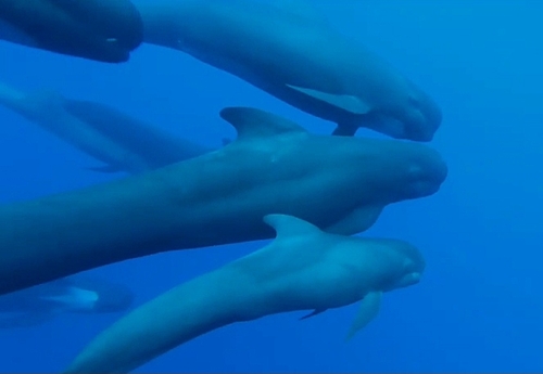 Long-finned Pilot Whale