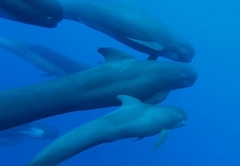 Long-Finned Pilot Whale photo 2