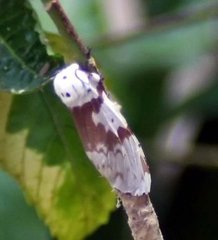 Lymantria brunneiplaga