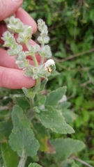 Salvia dominica