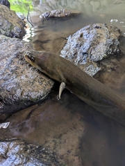 New Zealand Longfin Eel photo 5