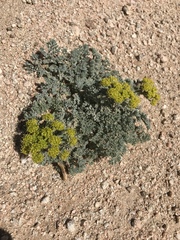 Lomatium foeniculaceum