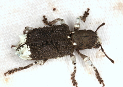 Aesiotes leucurus