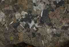 Papillifera papillaris