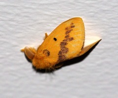 Euproctis staudingeri