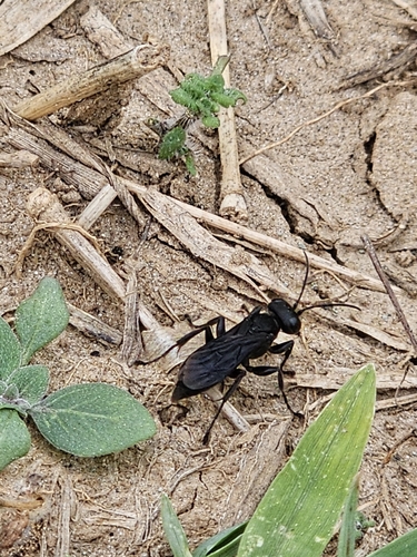 Lyroda triloba