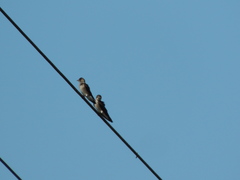 Stelgidopteryx serripennis ridgwayi