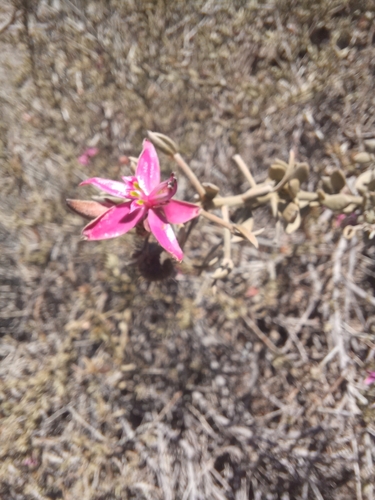 Image of Krameria cistoidea by (c) Álvaro Parra Valdivia, some rights reserved (CC BY)