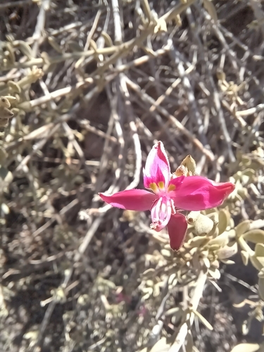 Image of Krameria cistoidea by (c) Álvaro Parra Valdivia, some rights reserved (CC BY)