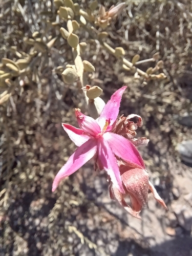 Image of Krameria cistoidea by (c) Álvaro Parra Valdivia, some rights reserved (CC BY)