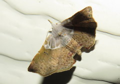 Esthlodora versicolor