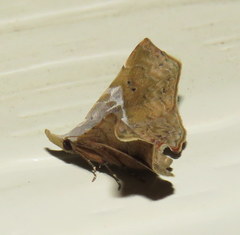 Esthlodora versicolor