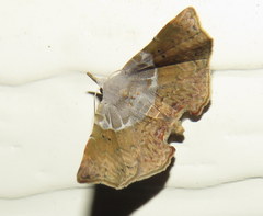 Esthlodora versicolor