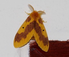 Euproctis staudingeri