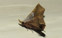 Esthlodora versicolor