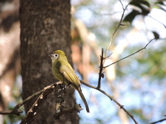 Rhynchocyclus brevirostris
