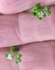 Eucrypta chrysanthemifolia bipinnatifida