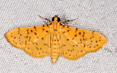 Conogethes