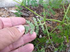Eucrypta chrysanthemifolia bipinnatifida