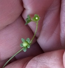 Eucrypta chrysanthemifolia bipinnatifida