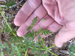 Eucrypta chrysanthemifolia bipinnatifida