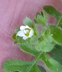 Eucrypta chrysanthemifolia bipinnatifida