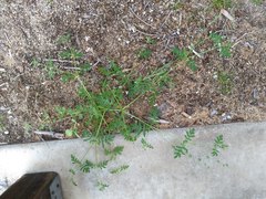 Eucrypta chrysanthemifolia bipinnatifida