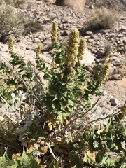 Ambrosia ilicifolia