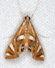 Margarosticha euprepialis