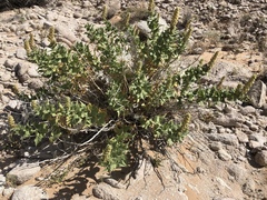 Ambrosia ilicifolia