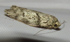 Philobota mucida